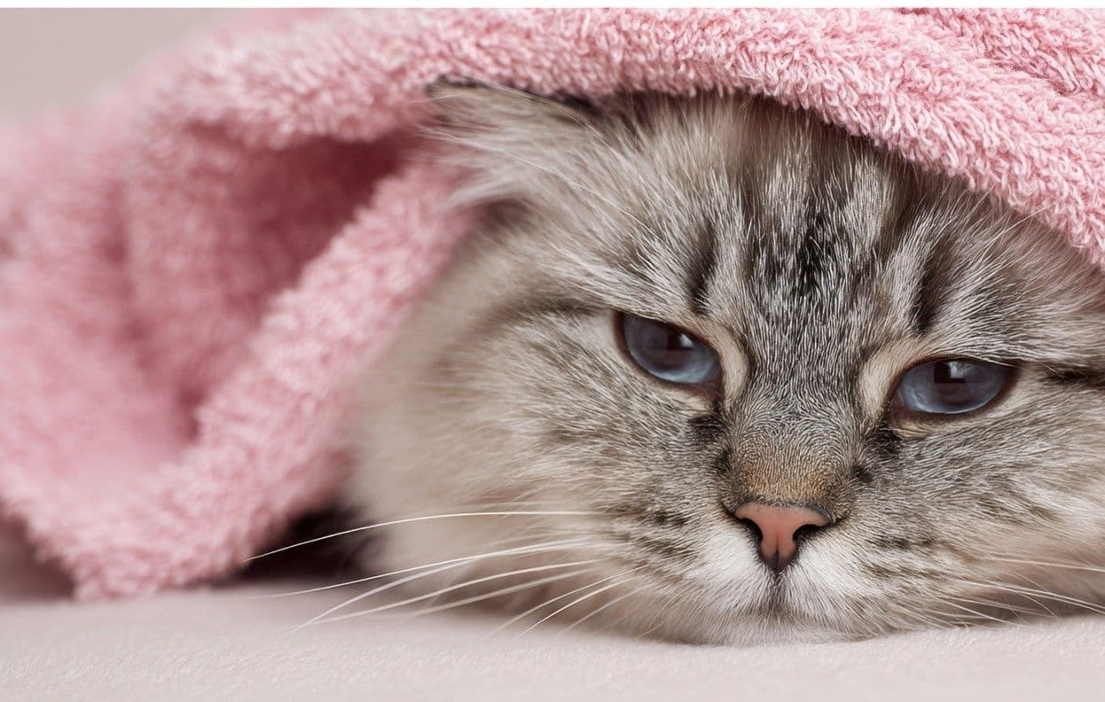 Dietary Tips and Fresh Food Options for Cats With Chronic Kidney Disease