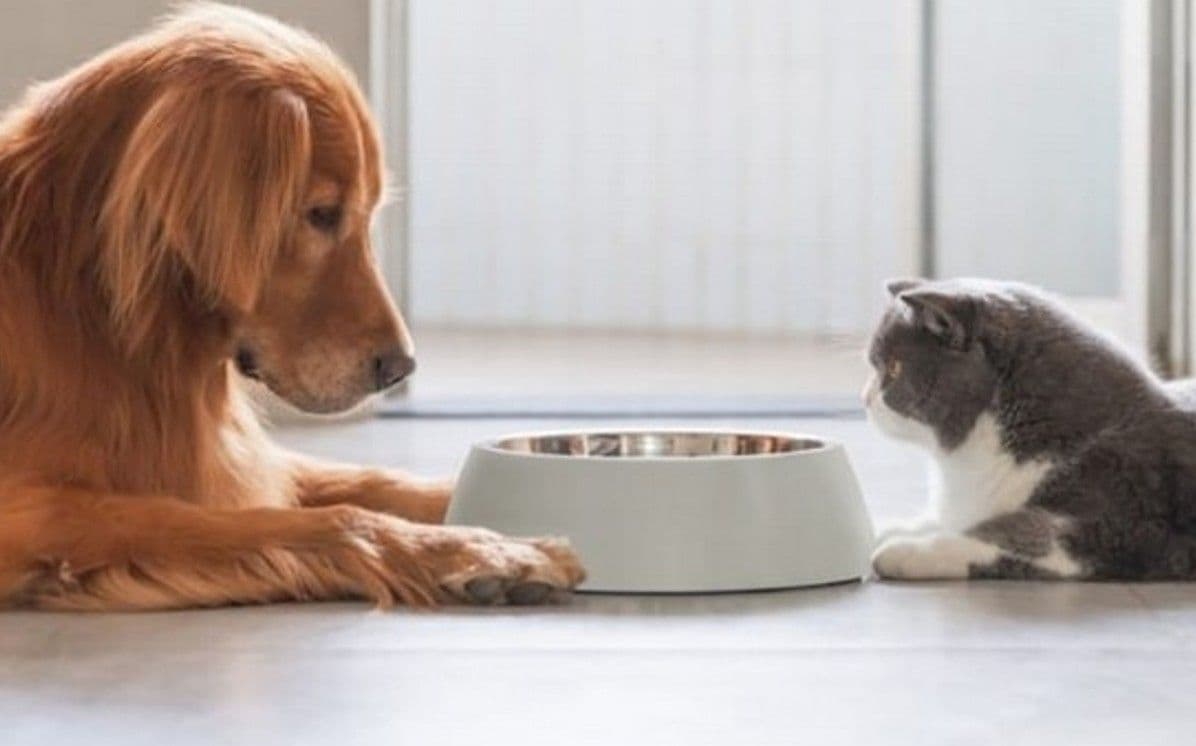 Does Your Pet Need an Elimination Diet? Here’s What You Should Know
